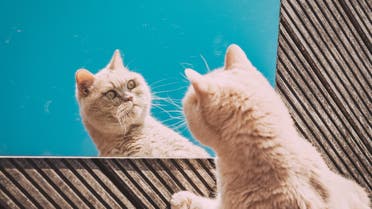A cat staring at its reflection in a mirror. (Unsplash, Eduard Delputte)