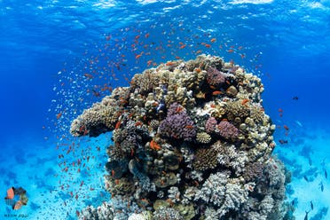 A six-week Red Sea expedition in Saudi Arabia’s NEOM generated scientific research into marine ecosystems, megafauna, brine pools and coral reef conservation and regeneration. (File photo: Supplied)