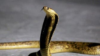 Court hands Indian man double life sentence for killing wife with poisonous cobra