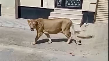 The lion was spotted roaming the streets of al-Khobar in eastern Saudi Arabia. (National Wildlife Center)