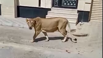 Lion spotted roaming the streets of Saudi Arabia’s al-Khobar