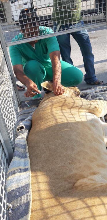The lion was safely tranquilized and taken to a shelter, the National Wildlife Center said. (National Wildlife Center)