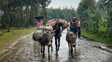  Villagers leave their homes in the rain, carrying their belongings on donkeys, near the village of Chenna Teklehaymanot, in the Amhara region of northern Ethiopia Thursday, Sept. 9, 2021. (AP)