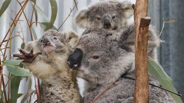 A mother koala named Gladys is pictured with her twin joeys, who have been medically diagnosed as being underweight, at a rehabilitation enclosure next to their carer's home, who volunteers for the animal rescue agency, Wildlife Information, Rescue and Education Service, also knows as WIRES, where they are being rehabilitated, in Wedderburn, Australia, September 11, 2020. Gladys and her joeys were rescued from an area where urban development is encroaching on koala habitat. REUTERS/Loren Elliott SEARCH KOALAS ELLIOTT FOR THIS STORY. SEARCH WIDER IMAGE FOR ALL STORIES TPX IMAGES OF THE DAY