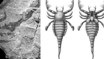 Archaeologists discover remains of ancient dog-sized sea scorpion in China