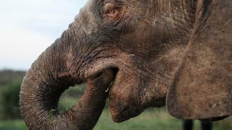 Suspected poacher killed by elephants in South Africa