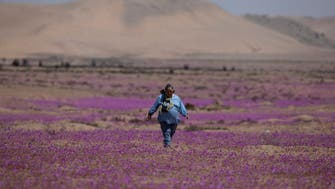 ظاهرة "ازدهار الصحراء" تلوّن أكثر مناطق العالم جفافاً