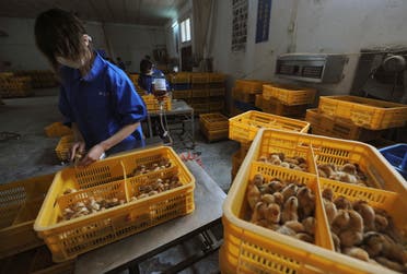 تطعيم طيور في الصين ضد الانفلونزا