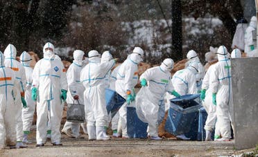 إتلاف بط في اليابان في 2016 بسبب إصابات بانفلونزا الطيور