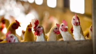 Bulgaria culls 39,000 chickens after bird flu outbreak