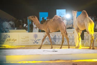 مزاد الإبل في حفر الباطن
