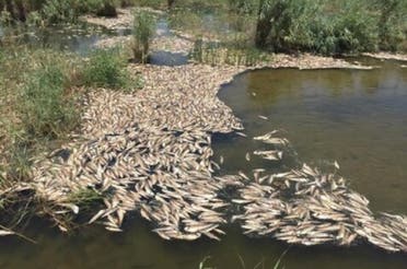 تلف‌شدن ماهی‌ها در خوزستان به‌دلیل پسابهای صنعتی