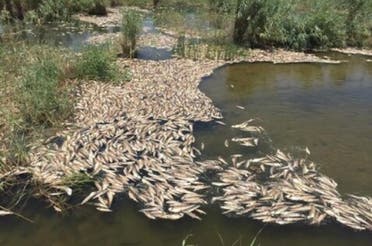 تلفشدن ماهیها در خوزستان بهدلیل پسابهای صنعتی