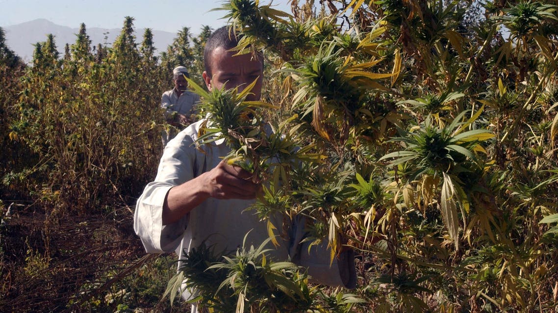 Afghan farmers tend to marijuana plants in Balkh province, north of Kabul, Afghanistan on Oct. 15, 2007. (AP)