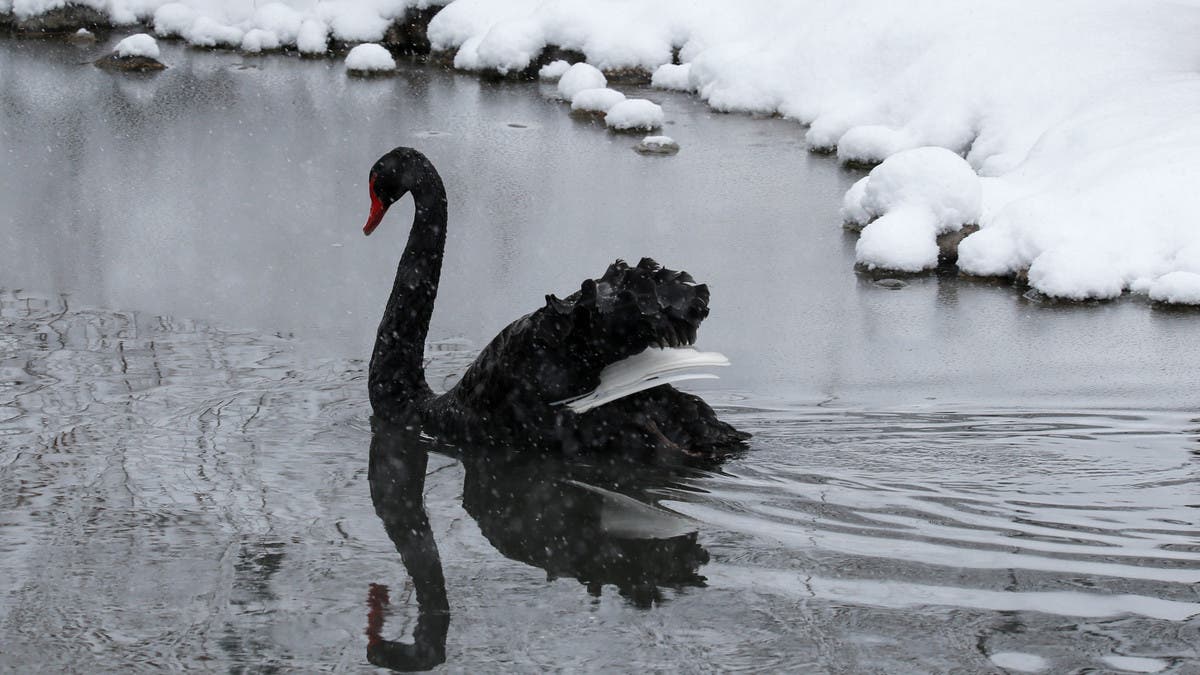 North Korea people to eat swans amid crippling crisis | Al Arabiya English