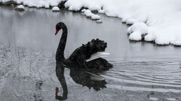 A black swan swims at a zoo during snowfall in Almaty, Kazakhstan February 16, 2020. REUTERS/Pavel Mikheyev