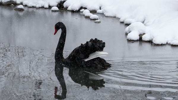 North Korea tells people to eat swans amid crippling food crisis | Al Arabiya English