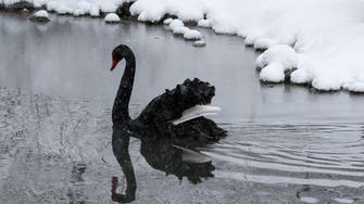 North Korea tells people to eat black swans amid crippling food crisis