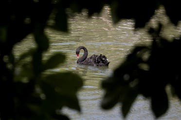 A black swan swims in a lake inside the Retiro Park in Madrid, Spain, Augst 9, 2019. REUTERS/Sergio Perez