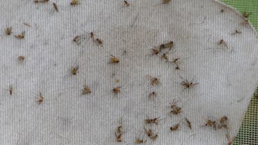 Mosquitos are seen clinging to the netting in a gravid mosquito trap placed by the Louisville Metro Department of Health and Wellness on August 25, 2021 in Louisville, Kentucky. (AFP)