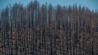 In this file photo taken on August 30, 2021 a scorched hillside from last year's Glass fire is seen near Angwin, California. (AFP)