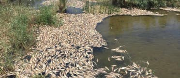 مرگ ماهی‌ها در هورالعظیم