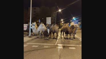  Eight camels and a llama took to the streets of Madrid overnight after escaping from a nearby circus, Spanish police said. (Twitter/policia)