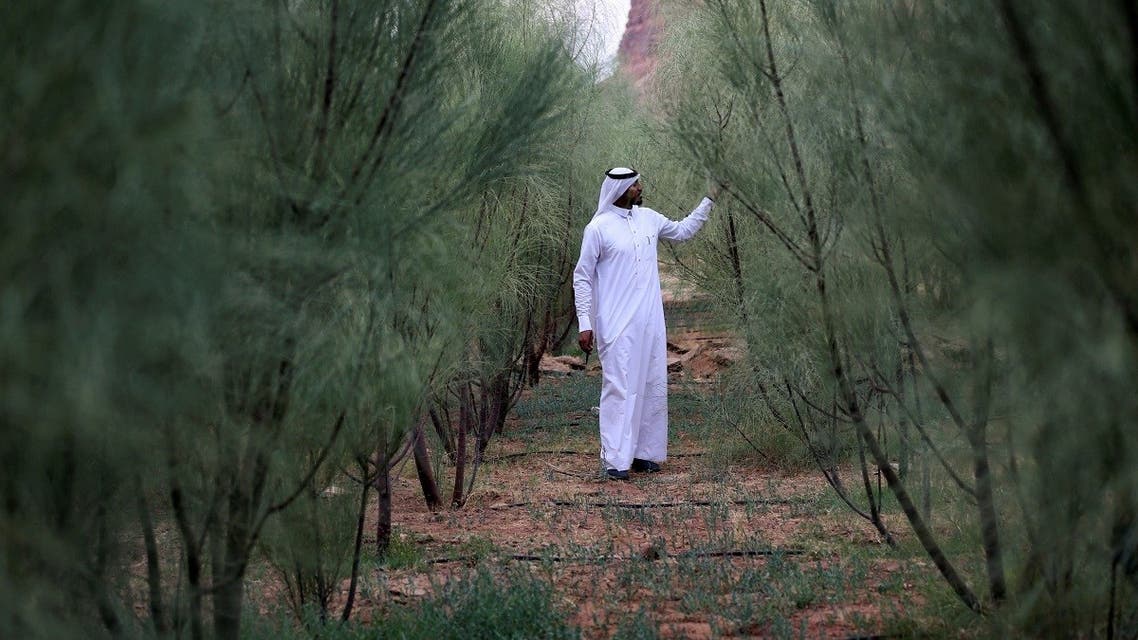 Waleed Al-Toailei, a Saudi farmer, shows his moringa production as he preserves the Arabian moringa in cooperation with the Peregrina Centre in AlUla, Saudi Arabia, on October 31, 2021. (Reuters)