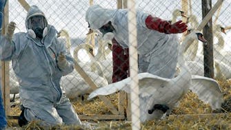 Bird flu spreads to Poland, hitting farms totaling 650,000 poultry: OIE