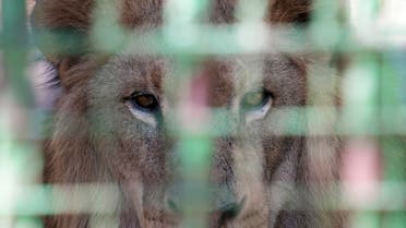 A lion is seen inside a cage at a zoo in Hazmieh, Lebanon June 28, 2021. Picture taken June 28, 2021. (File photo: Reuters)