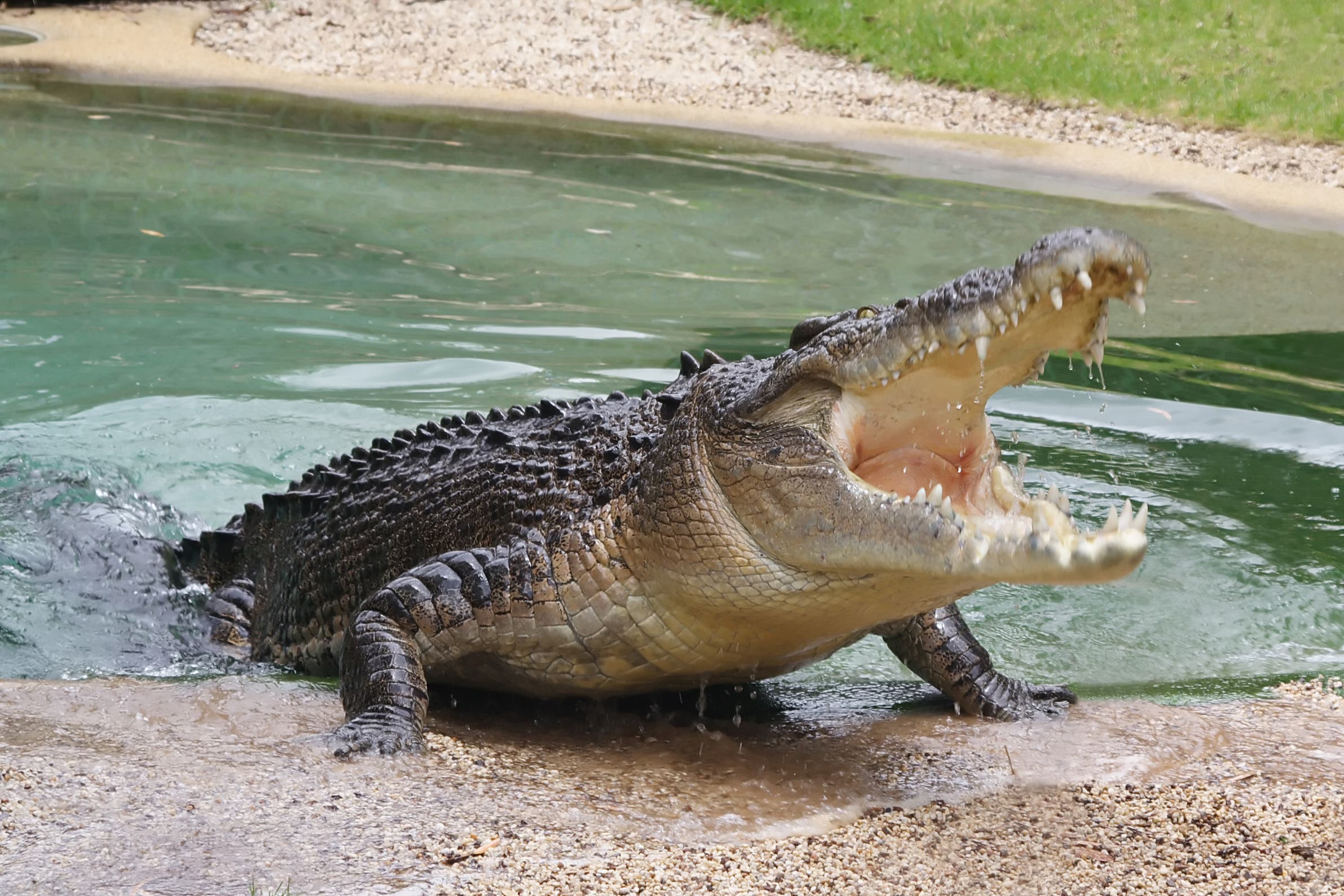 Самая опасная фотка. Морской гребнистый крокодил. Австралийский гребнистый крокодил. Гребнистый крокодил Кассиус. Австралийский узкорылый крокодил.