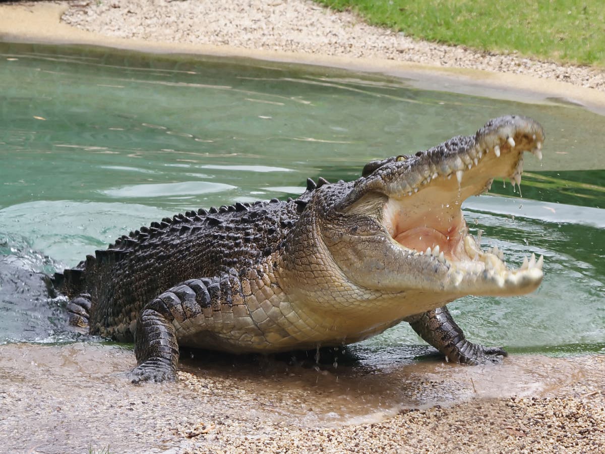 krokodilo