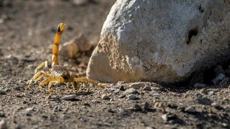 Scorpions kill three, injure hundreds in Egypt’s Aswan