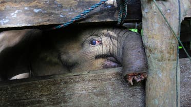 A Sumatran elephant calf that lost half of its trunk, is treated at an elephant conservation center in Saree, Aceh Besar, Indonesia, Nov. 15, 2021. (AP/Munandar)