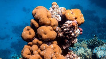 Sea sponges in the Red Sea. (Unsplash, Francesco Ungaro)