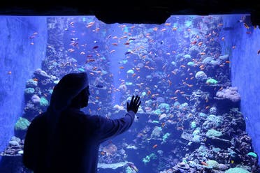 A visitor takes a closer look at fish at the newly opened The National Aquarium Abu Dhabi, the largest aquarium in the Middle East and home to around 46,000 aquatic animals, in Abu Dhabi, UAE, November 11, 2021. (Reuters)
