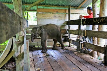 A Sumatran elephant calf that lost half of its trunk, is treated at an elephant conservation center in Saree, Aceh Besar, Indonesia, Nov. 15, 2021. (AP/Munandar)