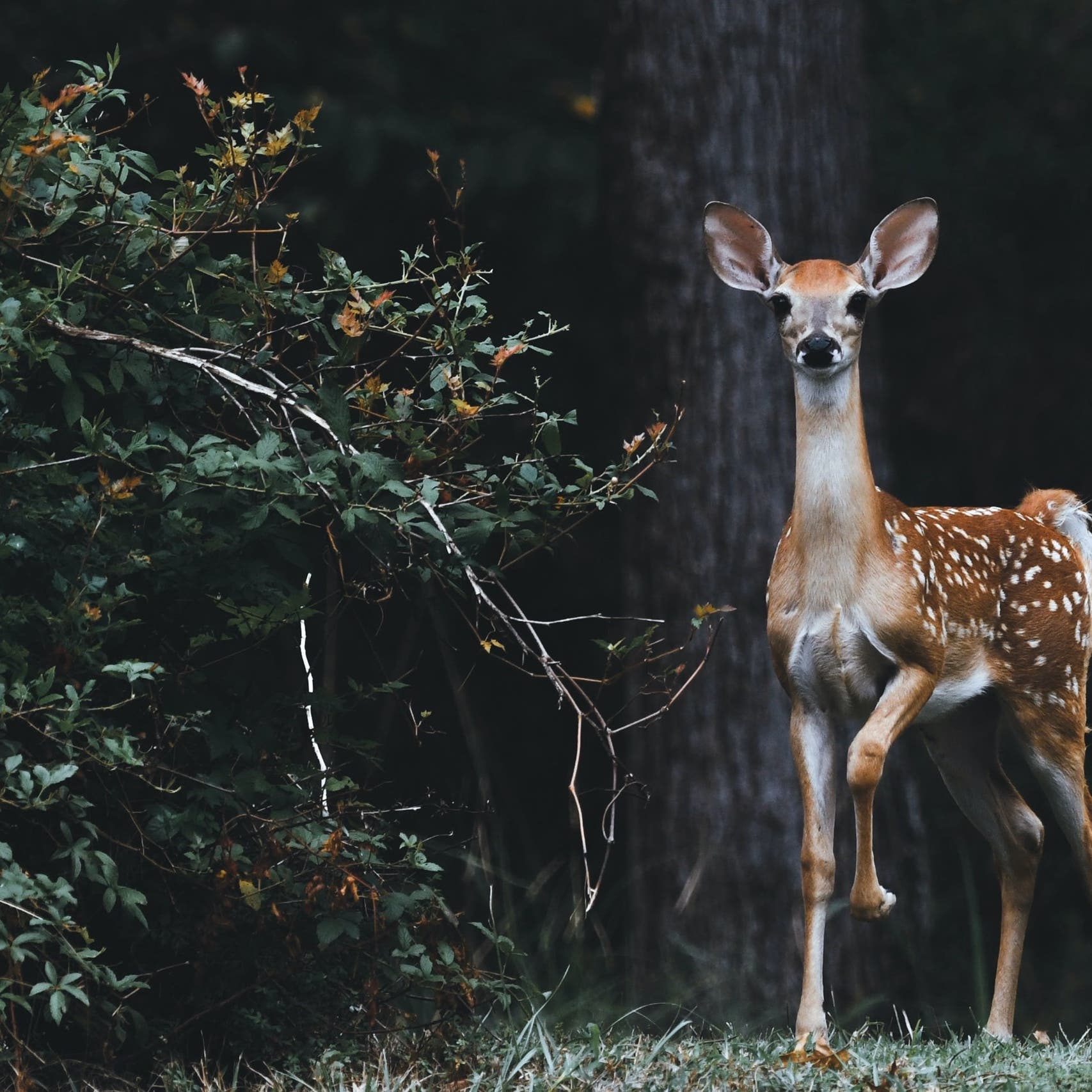 COVID-19 spreading in US deer population, experts concerned of transmission to humans