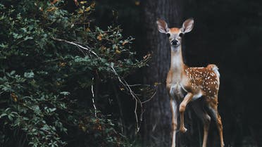 A deer in nature. (Unsplash, Scott Carroll)