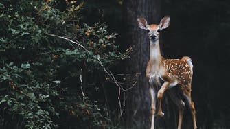 COVID-19 spreading in US deer population, experts concerned of transmission to humans