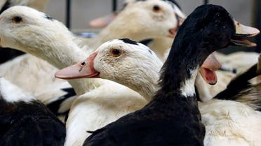 FILE PHOTO: Mulard ducks are pictured at a poultry farm in Montsoue, France, January 12, 2017, as France continues a massive cull of ducks in three regions most affected by a severe outbreak of bird flu as it tries to contain the virus which has been spreading over the past month. REUTERS/Regis Duvignau/File Photo