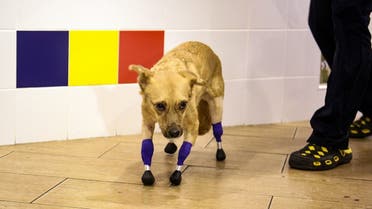 A picture shows Monika, an amputee dog with four artificial limbs, at a veterinary clinic in Novosibirsk on November 19, 2021. (Photo by Rostislav NETISOV/AFP)