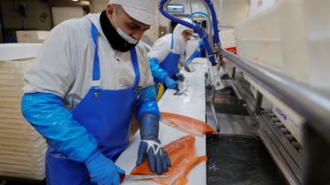 A French worker fillets salmon in a fish processing plant in the port of Boulogne-sur-Mer, France, January 11, 2021. Fish importers say Brexit has shattered just in time supply chain that used to put UK-landed fish on European tables in just over a day. Picture taken January 11, 2021. (File photo: Reuters)