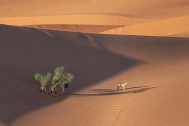 روباه صحرایی با دوربین الشهرانی