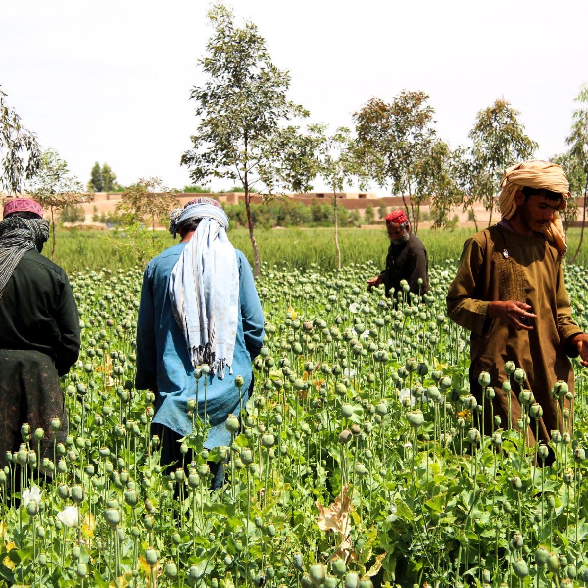 Taliban turns a blind eye as Afghanistan’s opium business thrives: Report 