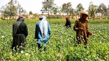 In this photograph taken on April 13, 2019, Afghan farmers harvest opium sap from a poppy field in the Gereshk district of Helmand province. (AFP)