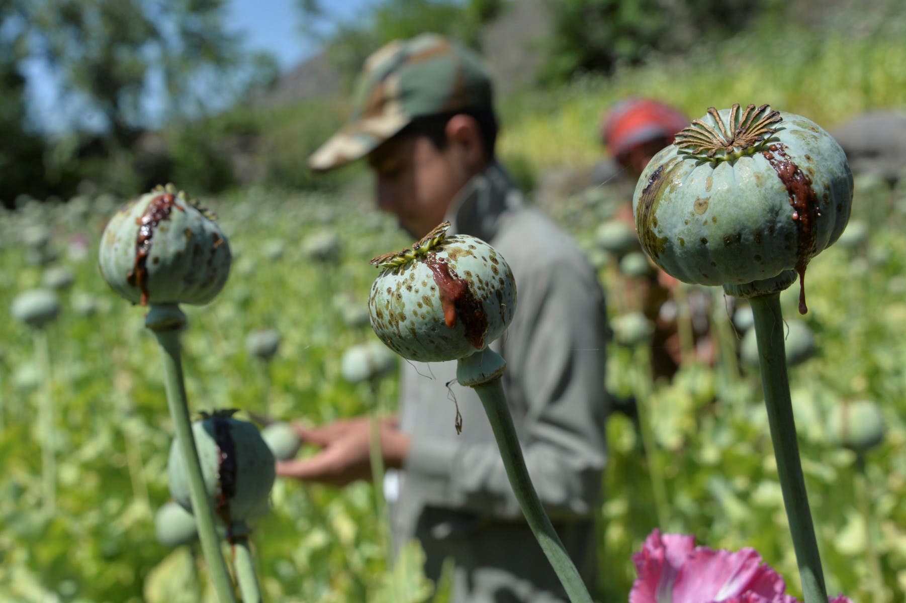 زراعة الأفيون في أفغانستان (أ ف ب)