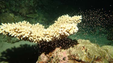 المرجان في الحاجز العظيم