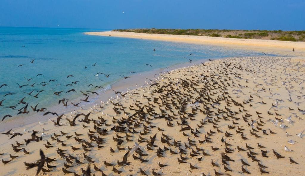 الطيور المهاجرة على شواطئ جزيرة سمر