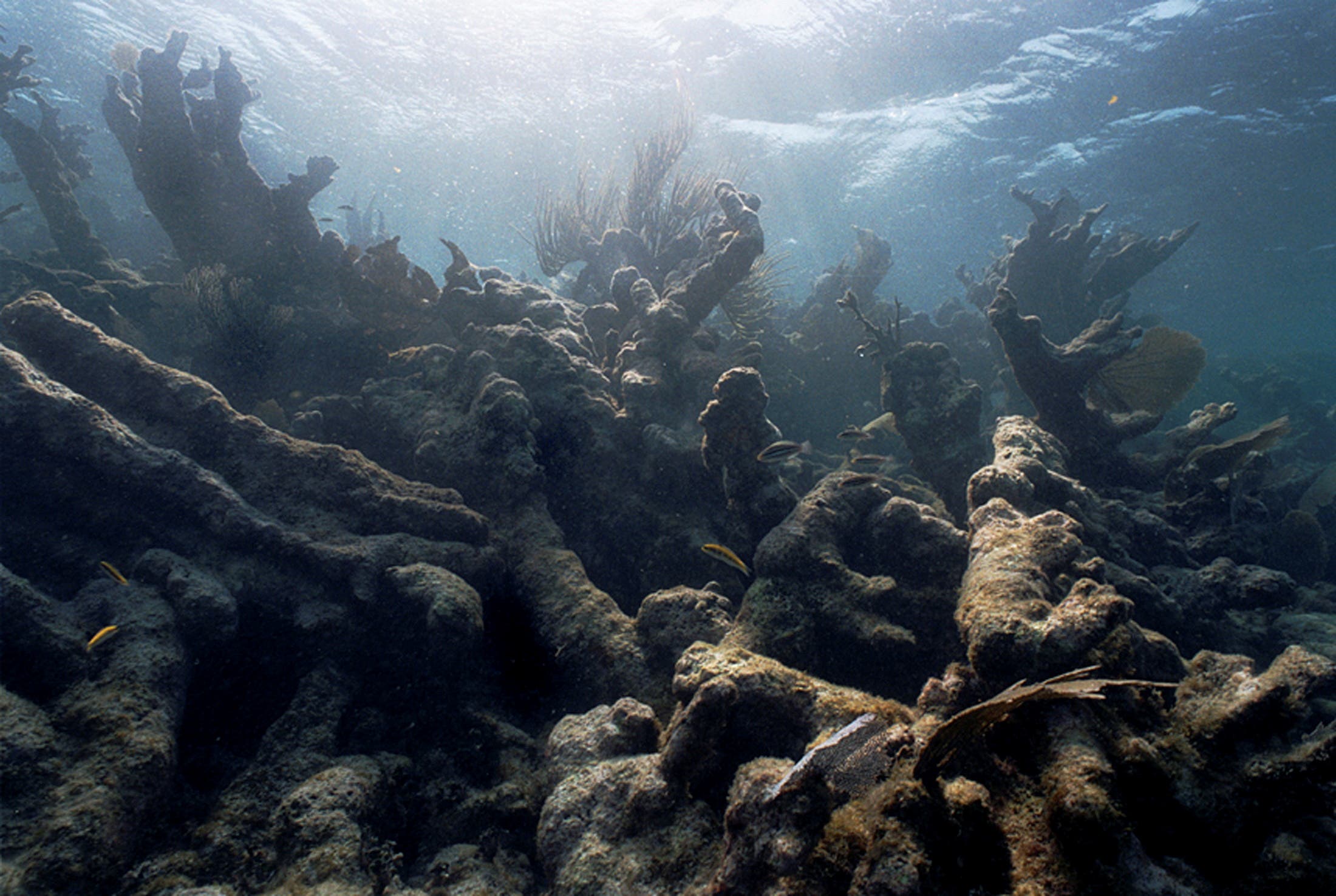 صورة توضح آثار الابيضاض على المرجان في بيليز (أرشيفية)